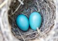 bird-nest-eggs-blue-158734.jpeg