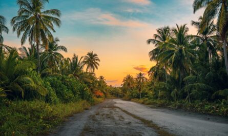 photography of dirt road surrounded by trees