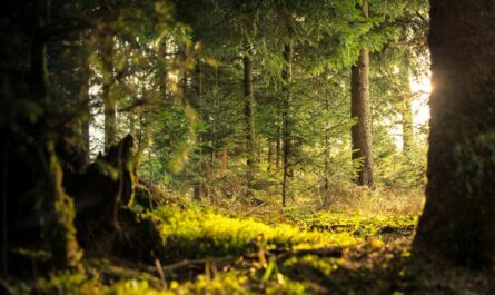 green leafed tree