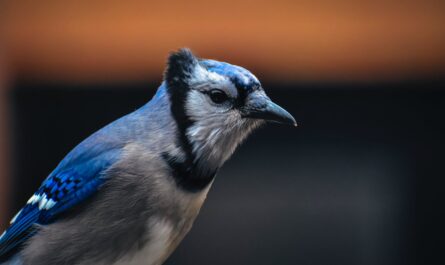 blue jay with pointed beak on blurred background
