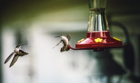 two humming birds