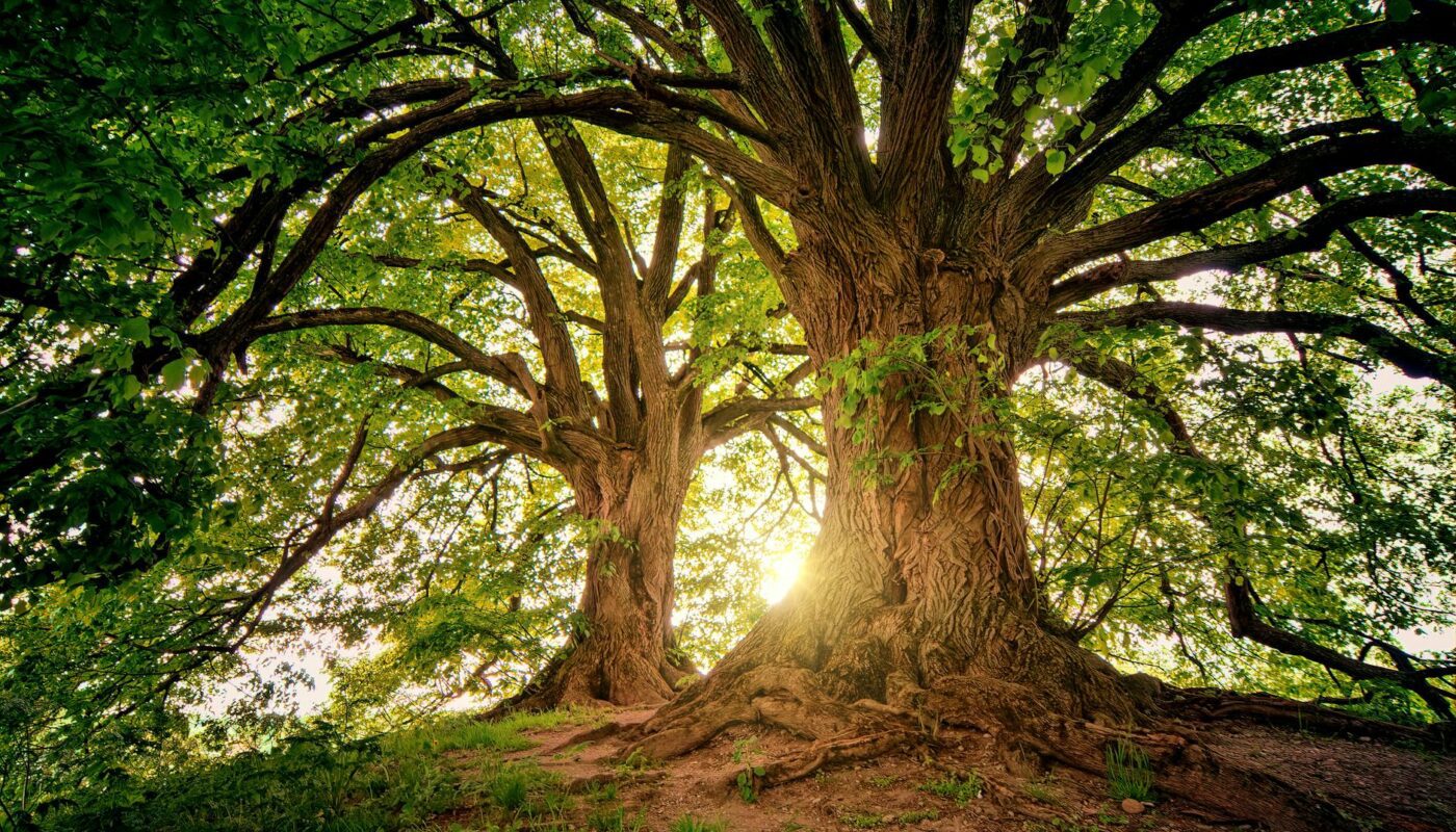 two brown trees