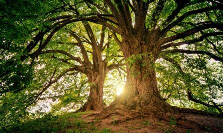 two brown trees